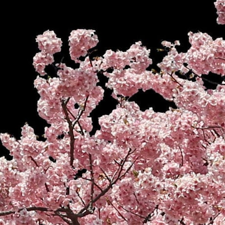 桜　切り抜き素材セット  - Cherry Blossoms   sa_019