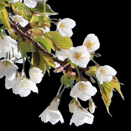 桜　切り抜き素材セット  - Cherry Blossoms   sa_003