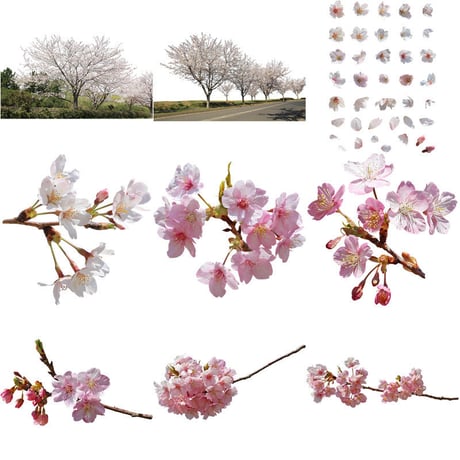 桜　切り抜き素材セット  - Cherry Blossoms   sa_015