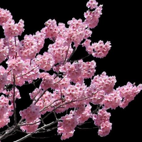桜　切り抜き素材セット  - Cherry Blossoms   sa_001