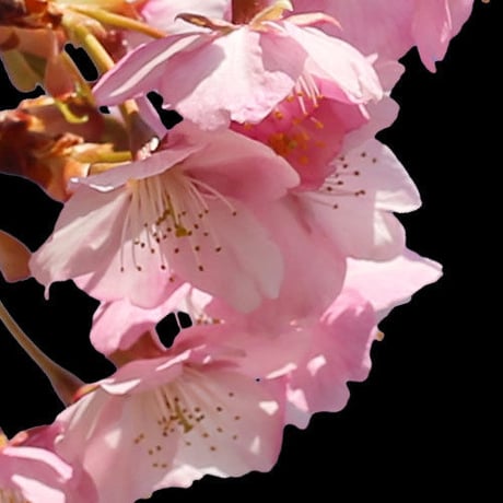 桜　切り抜き素材セット  - Cherry Blossoms   sa_016