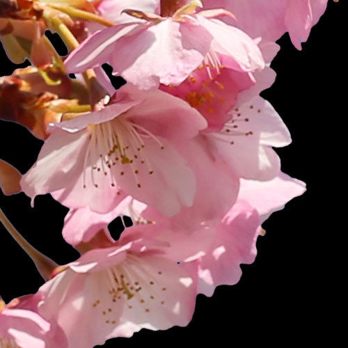 All Cherry Blossoms⭐️新品6枚set⭐️桜並木&旧春爛漫 Sakura plot to walk thru with your love