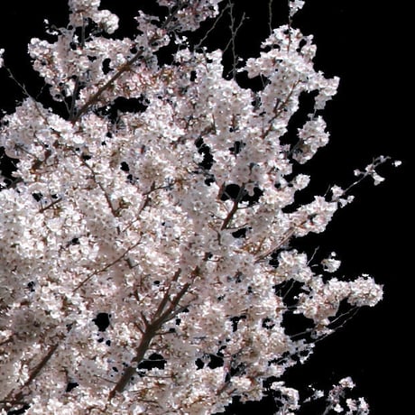 桜　切り抜き素材セット  - Cherry Blossoms   sa_001