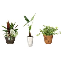 観葉植物素材　3個セット　8kp0015