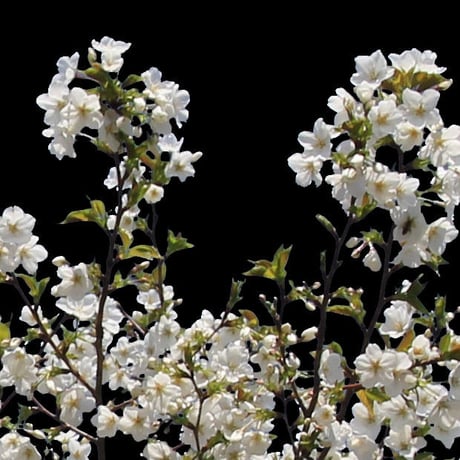 桜　切り抜き素材セット  - Cherry Blossoms   sa_003