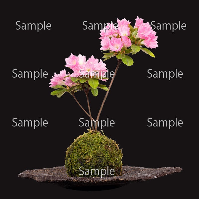 二本立ちの盆栽 苔付き 白鉢山ツツジ ツツジ（盆栽）｜盆栽、苔玉 | 花、ガーデニング のおすすめ人気