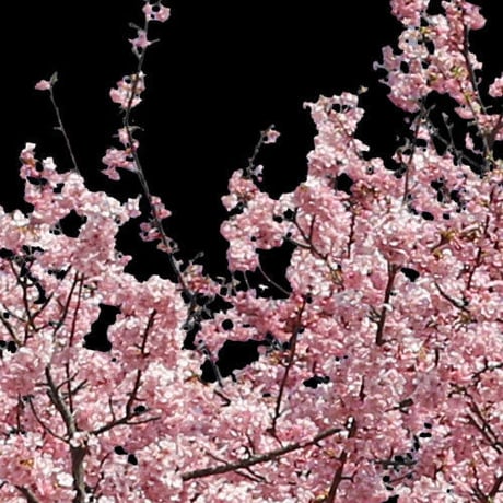 桜　切り抜き素材セット  - Cherry Blossoms   sa_020