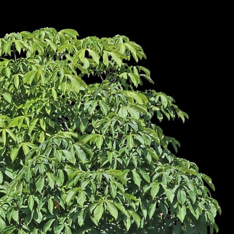 鳥瞰樹木    Bird-eye_35-トチノキ-HorseChestnut
