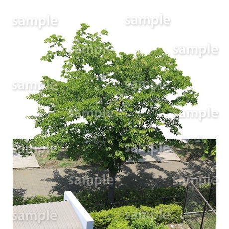 鳥瞰樹木    Bird-eye_12-サクラ-JapaneseCherry
