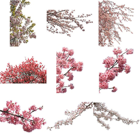 桜　切り抜き素材セット  - Cherry Blossoms   sa_004