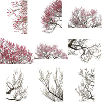 梅　切り抜きセット素材  - Plum trees  2u_03