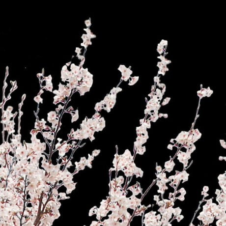 桜　切り抜き素材セット  - Cherry Blossoms   sa_009