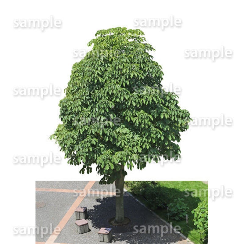 鳥瞰樹木 Bird-eye_35-トチノキ-HorseChestnut | 樹木素材.com