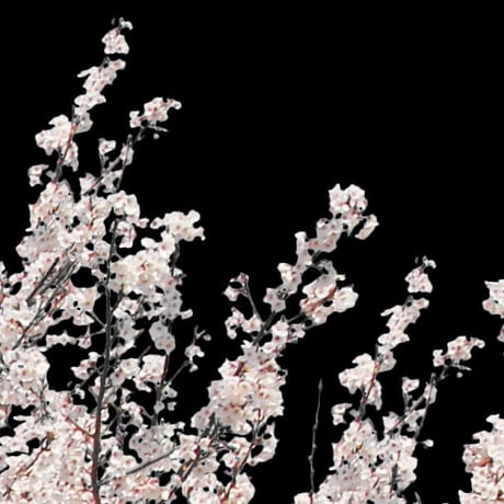 桜　切り抜き素材セット  - Cherry Blossoms   sa_007