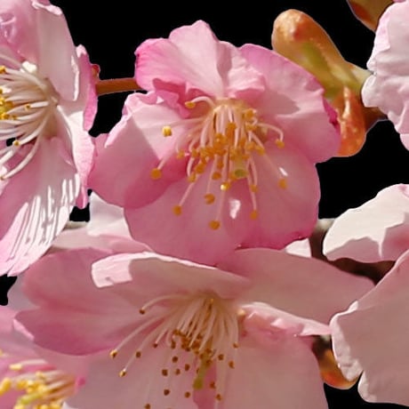 桜　切り抜き素材セット  - Cherry Blossoms   sa_015