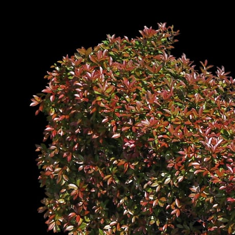鳥瞰樹木  Bird-eye_59-低木レッドロビンなど-Shrub