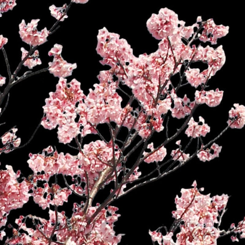 桜 切り抜き素材セット - Cherry Blossoms sa_012 | 樹木素材.com 桜 切り抜き素材セット - Cherry Blossoms sa_012 | 樹木素材.com