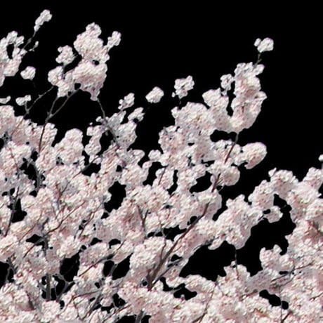 桜　切り抜き素材セット  - Cherry Blossoms   sa_006
