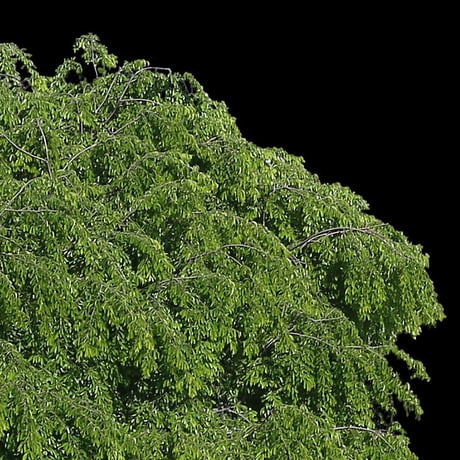 鳥瞰樹木    Bird-eye_42-シダレザクラ-JapaneseCherry