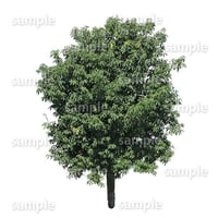 鳥瞰樹木    Bird-eye_38-シラカシ-Bamboo-LeafedOak