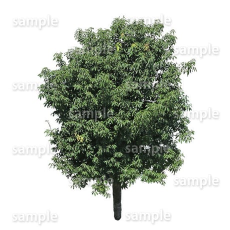 鳥瞰樹木    Bird-eye_38-シラカシ-Bamboo-LeafedOak