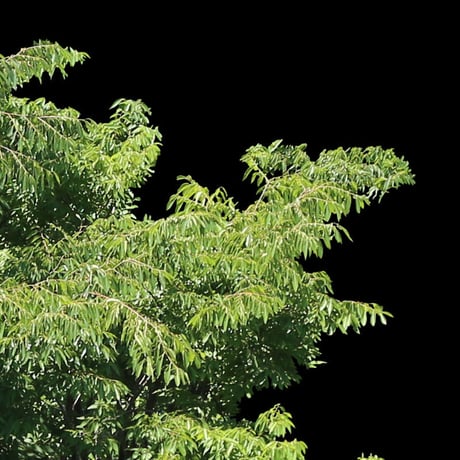 鳥瞰樹木    Bird-eye_44-ケヤキ-Zelkova