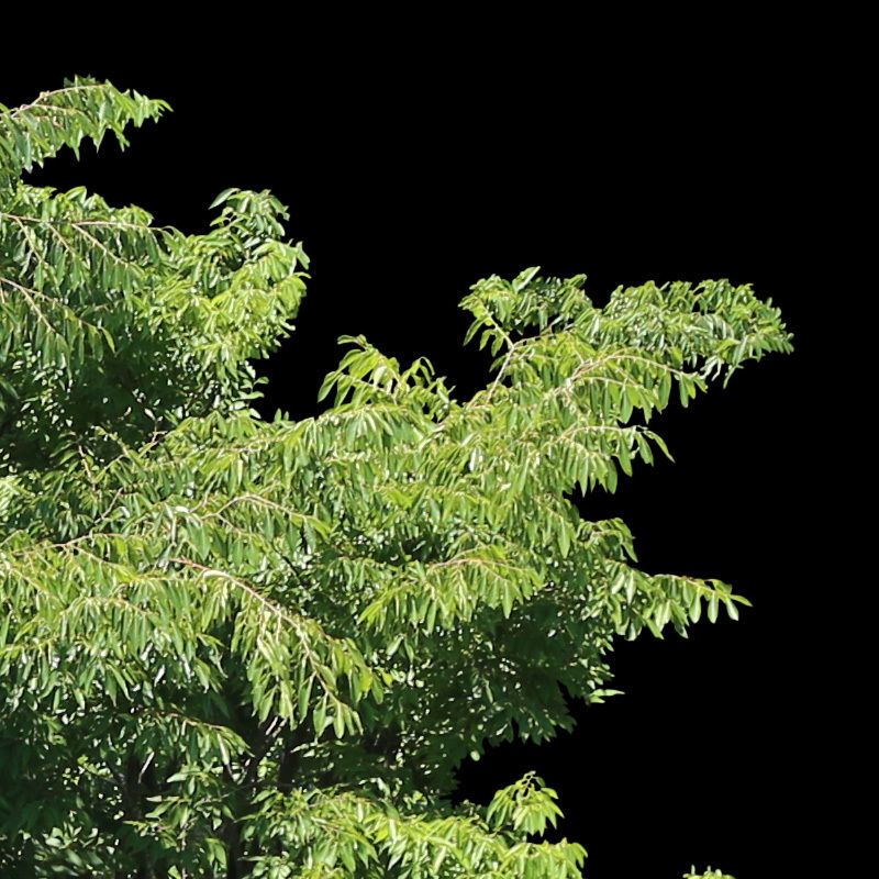 【希望の輝き】翼 ,羽根,鳥 羽,樹木,青空,星,bird,おしゃれ,星空,樹木 サーボ駆動短尾翼竜型羽ばたき機 SFOPterodactyl95-2 30g