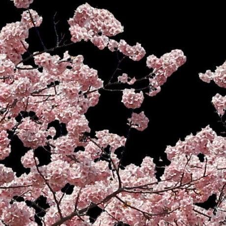 桜　切り抜き素材セット  - Cherry Blossoms   sa_021