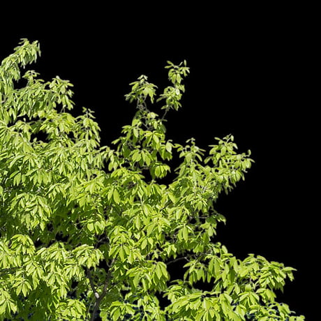 鳥瞰樹木    Bird-eye_10-コナラ-KonaraOak