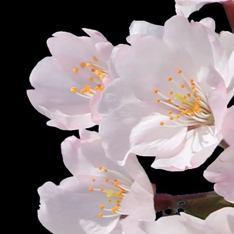 桜　切り抜き素材セット  - Cherry Blossoms   sa_005