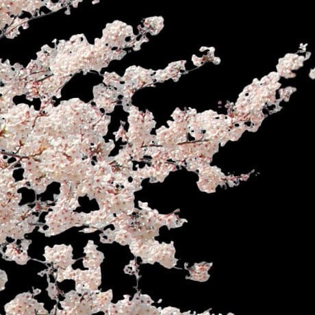 桜　切り抜き素材セット  - Cherry Blossoms   sa_010