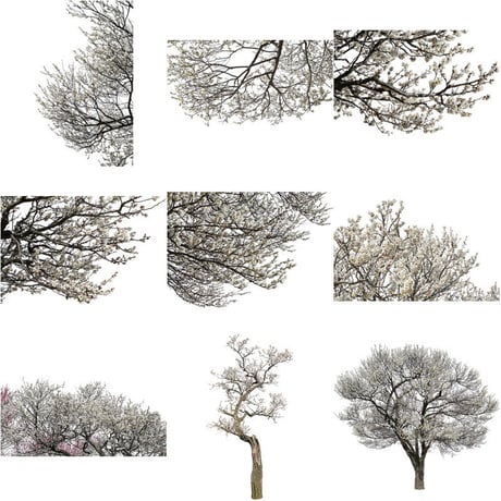 梅　切り抜きセット素材  - Plum trees  2u_05