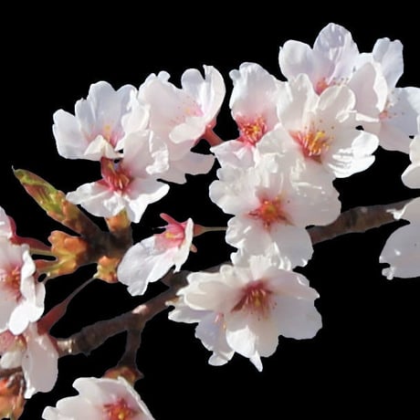 桜　切り抜き素材セット  - Cherry Blossoms   sa_004