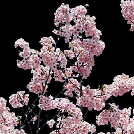 桜　切り抜き素材セット  - Cherry Blossoms   sa_021