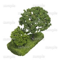 鳥瞰樹木  Bird-eye_54-シラカシ-Bamboo-LeafedOak