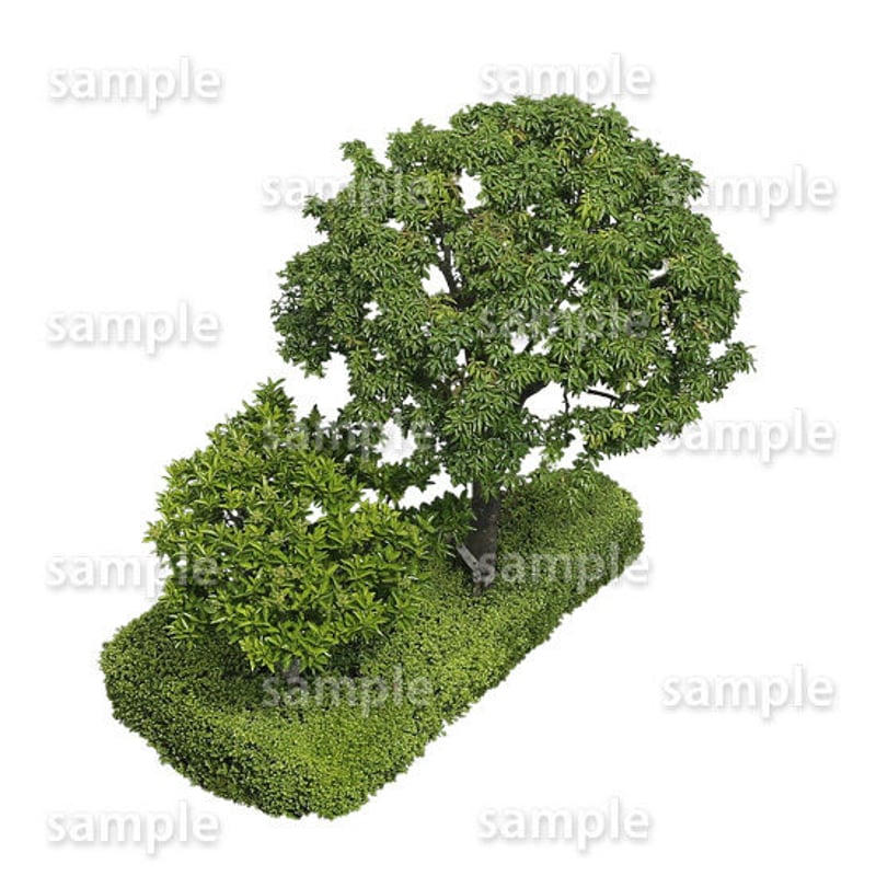 鳥瞰樹木 Bird-eye_54-シラカシ-Bamboo-LeafedOak | 樹木素材.com