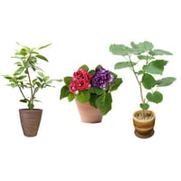 観葉植物素材　3個セット　8kp0010