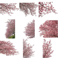 桜　切り抜き素材セット  - Cherry Blossoms   sa_017