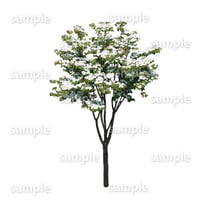 鳥瞰樹木    Bird-eye_07-ヤマボウシ-JapaneseFloweringDogwood