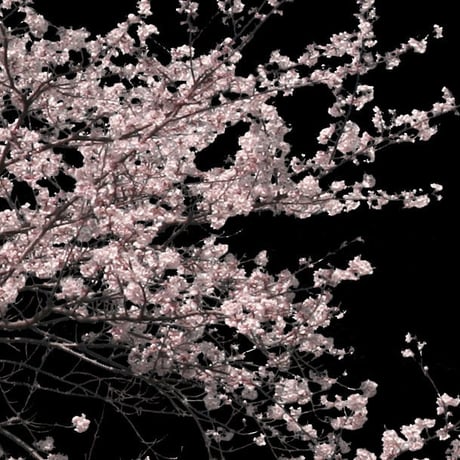 桜　切り抜き素材セット  - Cherry Blossoms   sa_001
