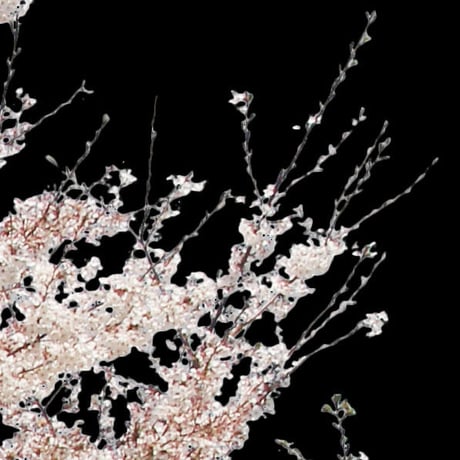 桜　切り抜き素材セット  - Cherry Blossoms   sa_009