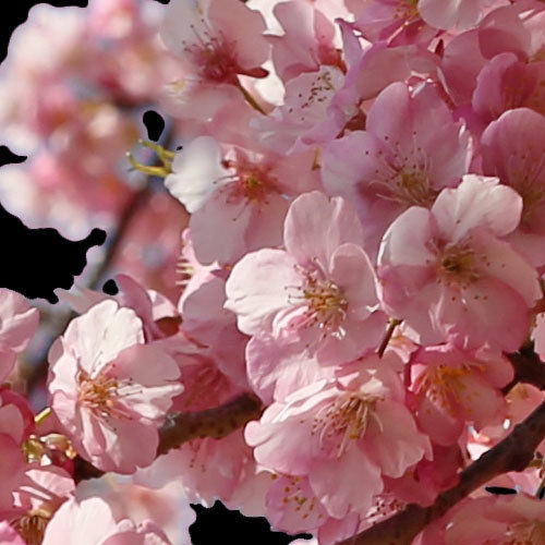 ⭐️All Cherry Blossoms⭐️新品5枚set⭐️婦人画報別注桜 桜 切り抜き素材セット - Cherry Blossoms sa_016 | 樹木素材.com