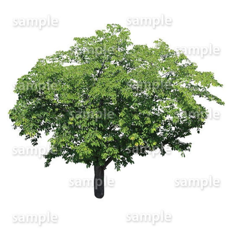 鳥瞰樹木 Bird-eye_40-サクラ-JapaneseCherry | 樹木素材.com