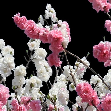 桜　切り抜き素材セット  - Cherry Blossoms   sa_003