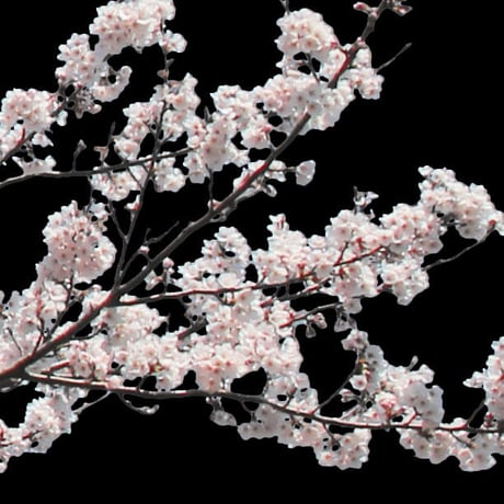 桜　切り抜き素材セット  - Cherry Blossoms   sa_013