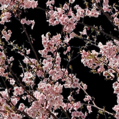 桜　切り抜き素材6個セット  - Cherry Blossoms   sa_022