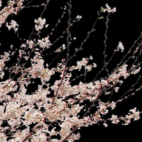 桜　切り抜き素材セット  - Cherry Blossoms   sa_009