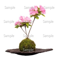 苔玉盆栽切り抜きデータ kokedama05