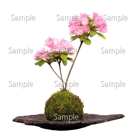 苔玉盆栽切り抜きデータ kokedama05