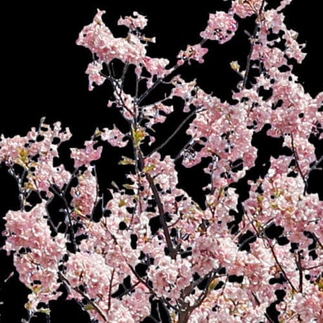 桜　切り抜き素材セット  - Cherry Blossoms   sa_019